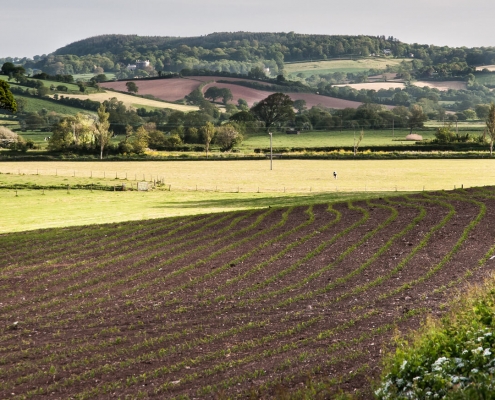 Plowed field