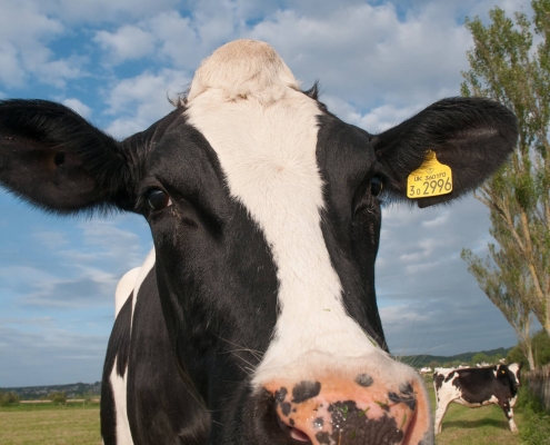 Close up of cow