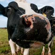 Close up cow