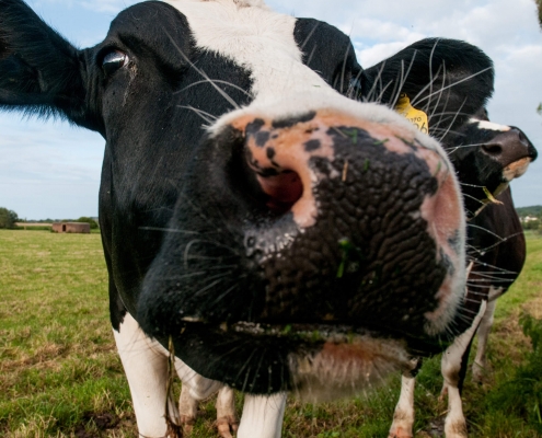 Close up cow