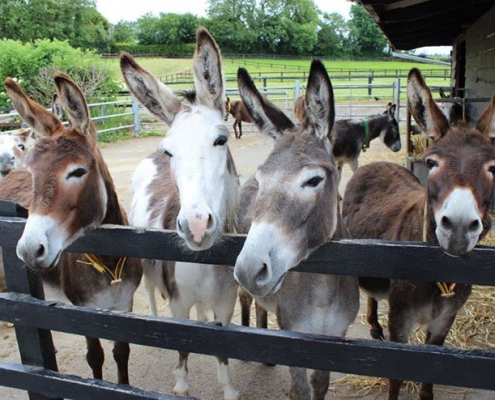 Donkey Sanctuary